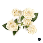 MINI ROSA BLANCA 10 VARAS