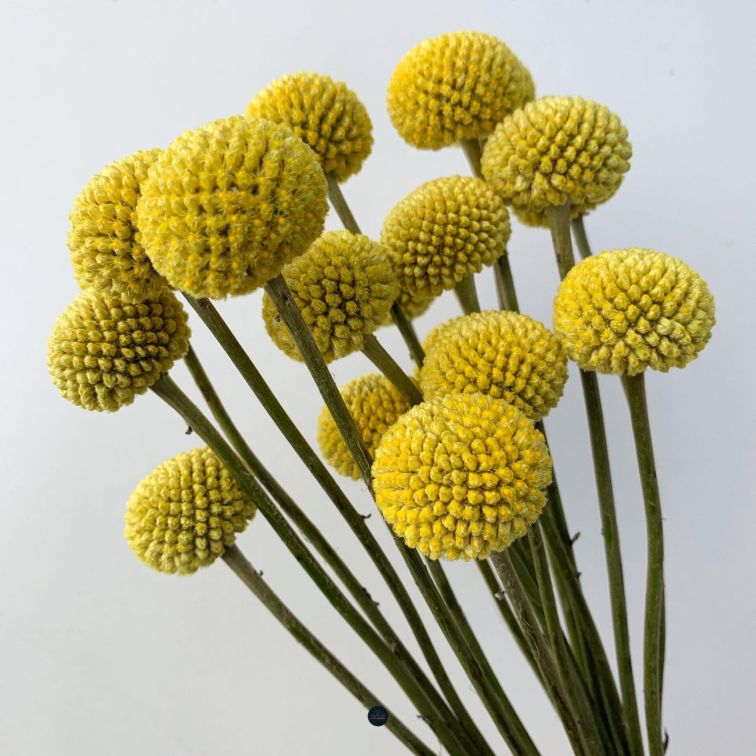 RAMO CRASPEDIAS 20 VARAS