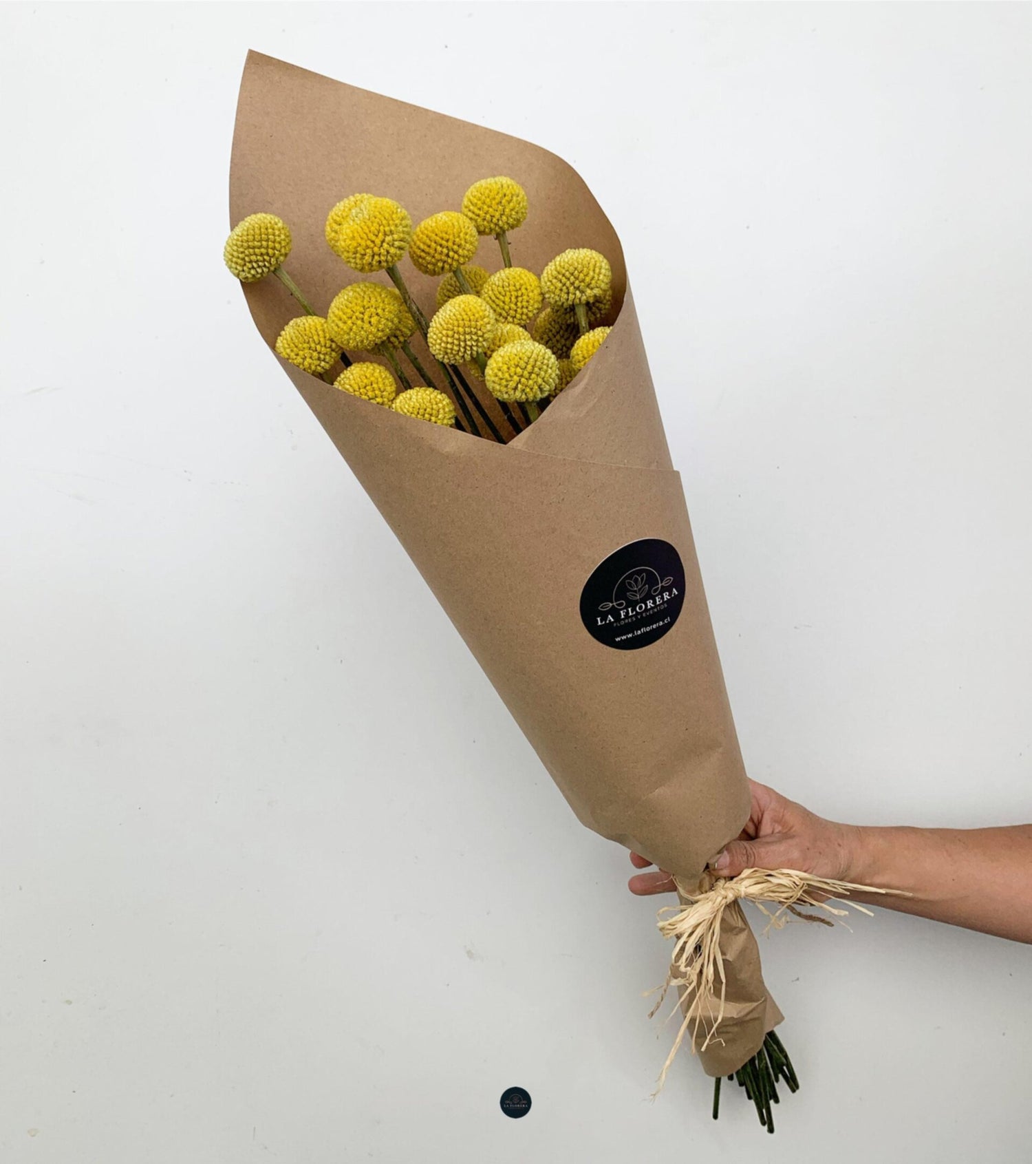 RAMO CRASPEDIAS 20 VARAS