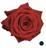 ROSA ROJA