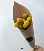 RAMO CRASPEDIAS 10 VARAS