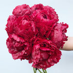 RAMO PEONIAS RED / 10 VARAS