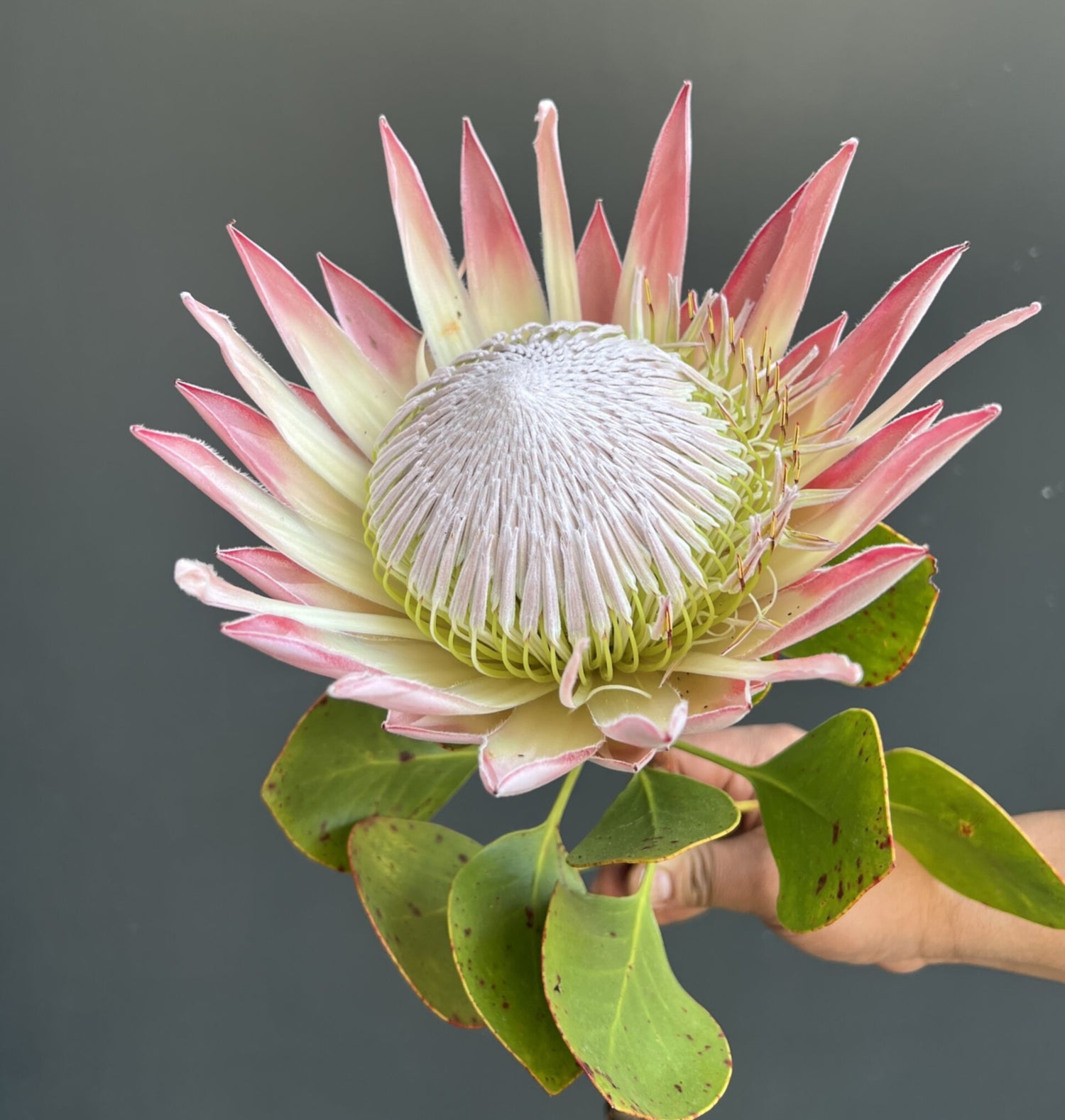 PROTEA CYNAROIDES ROSADA