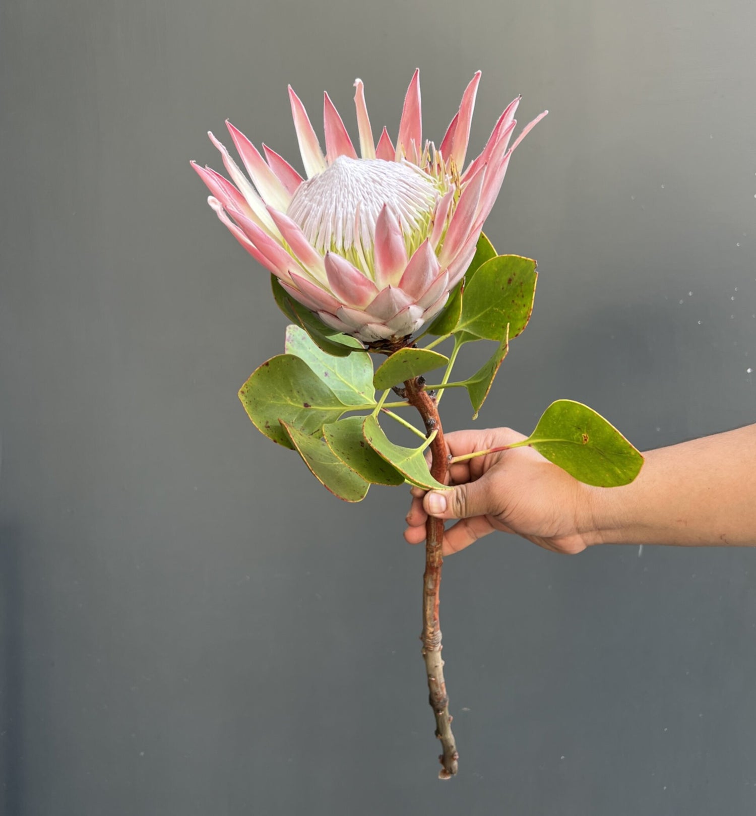 PROTEA CYNAROIDES ROSADA