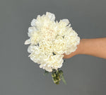 CLAVEL BLANCO 10 VARAS