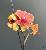ORQUÍDEA NARANJA EN MACETA