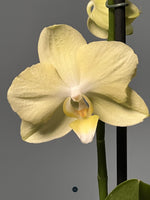 ORQUÍDEA AMARILLA EN MACETA