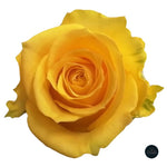 ROSA AMARILLA