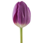 TULIPÁN MORADO 10 VARAS A GRANEL