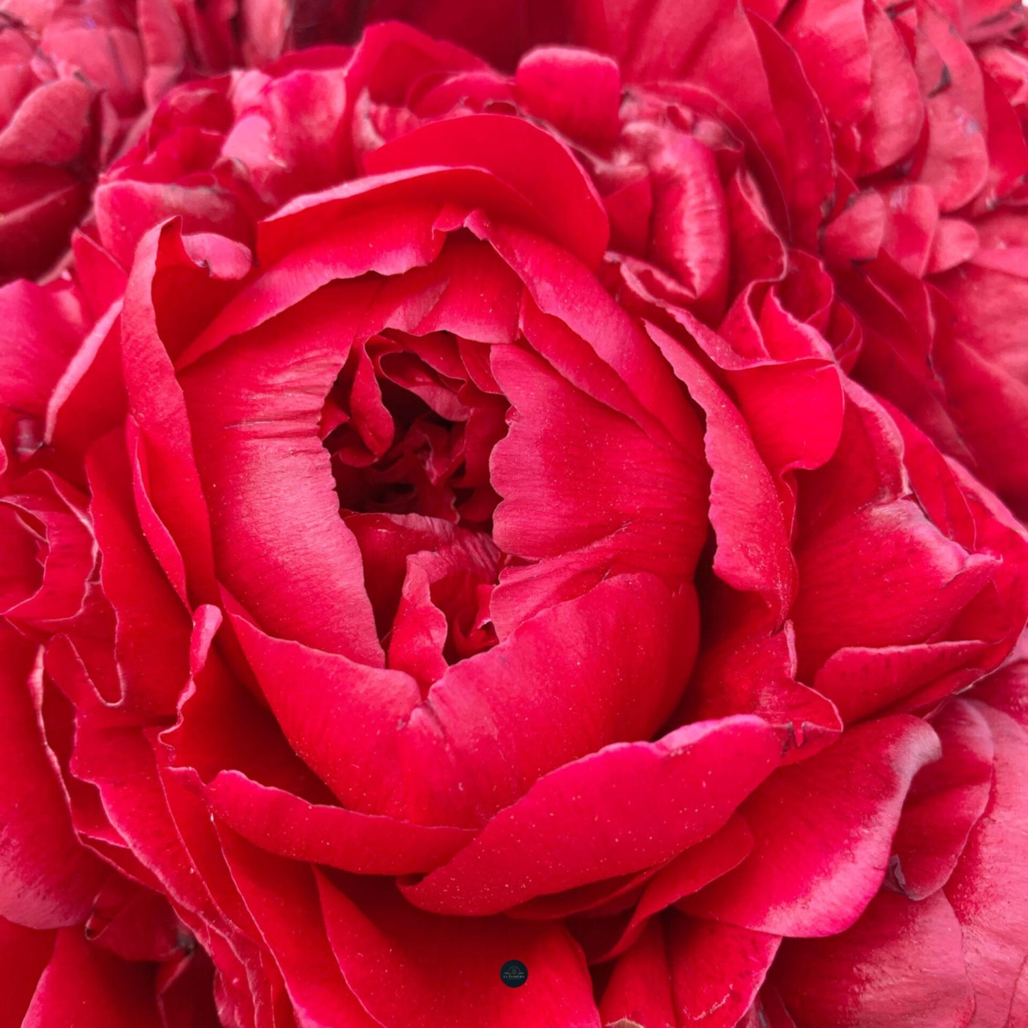 RAMO PEONIAS RED / 5 VARAS