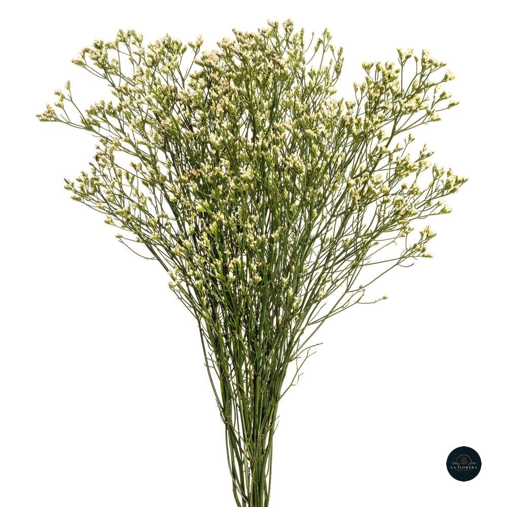 LIMONIUM BLANCO 10 VARAS
