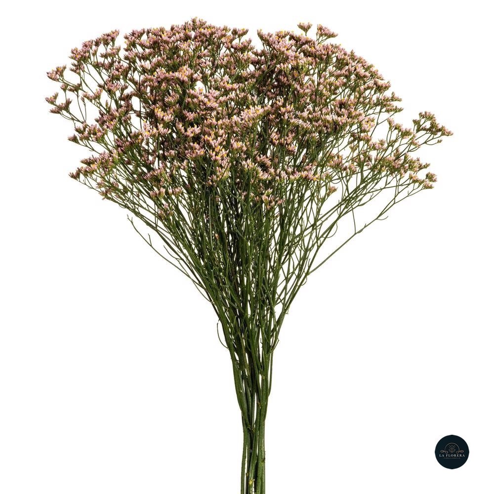LIMONIUM ROSADO 10 VARAS