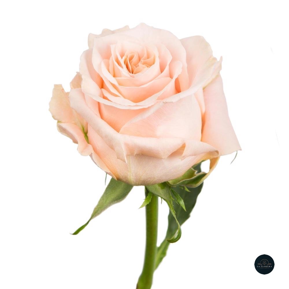 ROSA CREMA