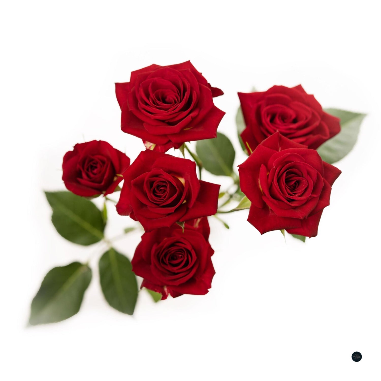 MINI ROSA ROJA 10 VARAS
