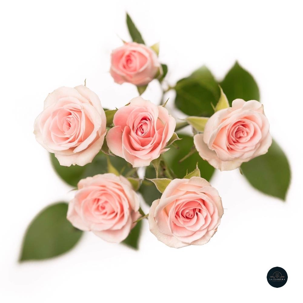 MINI ROSA ROSADA 10 VARAS