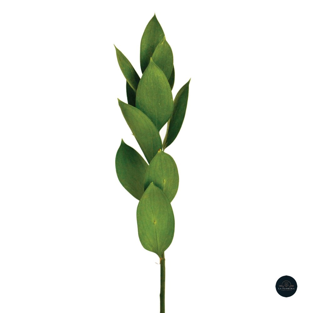 Ruscus Verde 10 Varas.