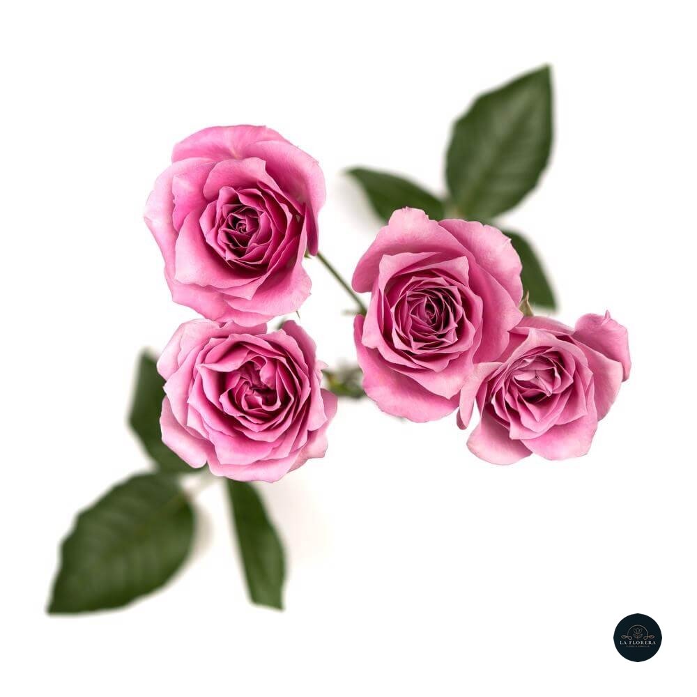 MINI ROSA FUCSIA 10 VARAS
