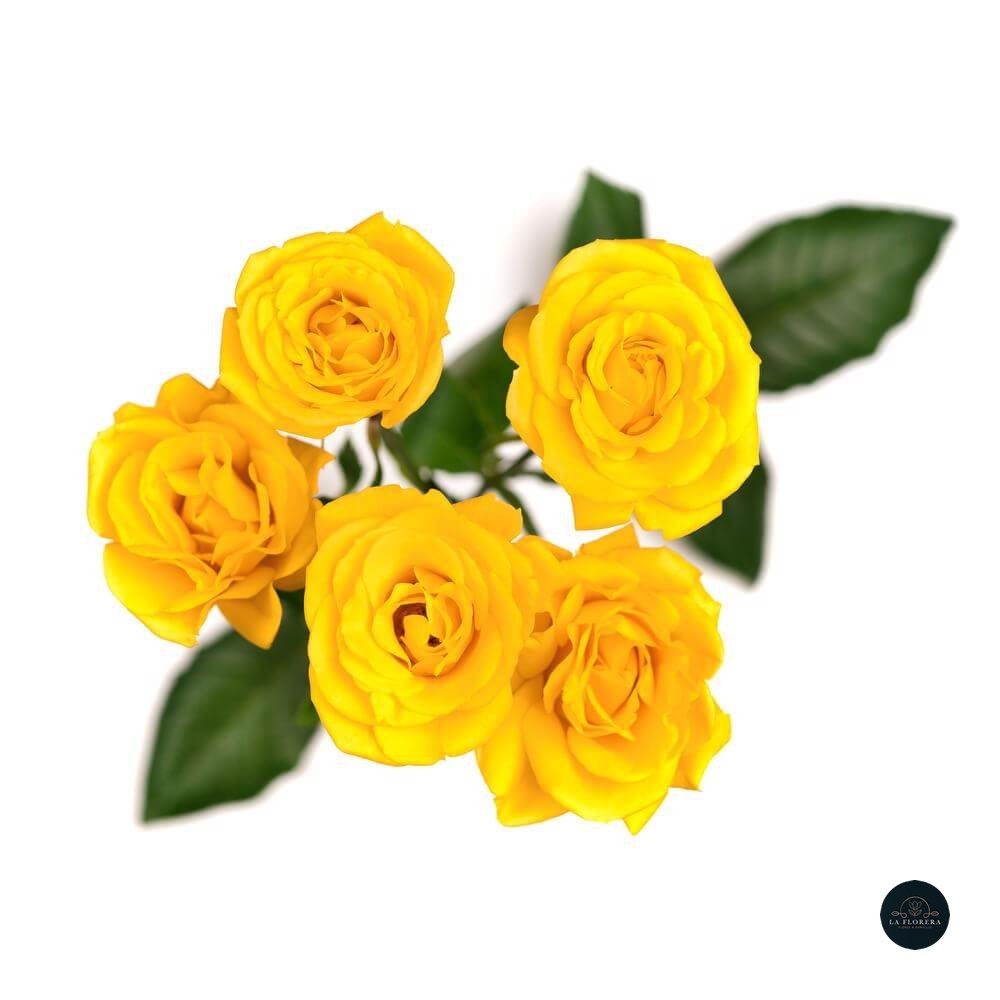 MINI ROSA AMARILLA 10 VARAS