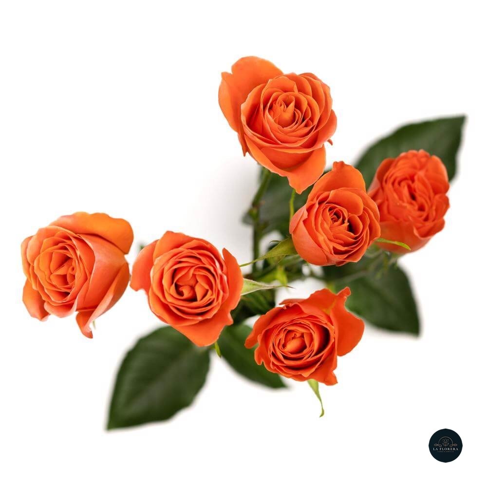 MINI ROSA NARANJA 10 VARAS