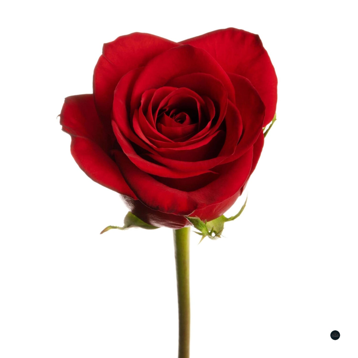 ROSA ROJA