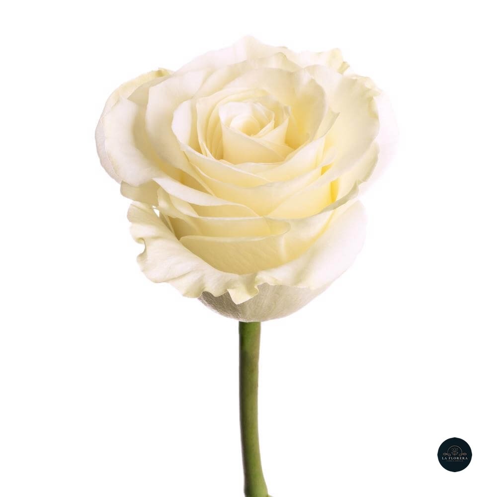 ROSA BLANCA