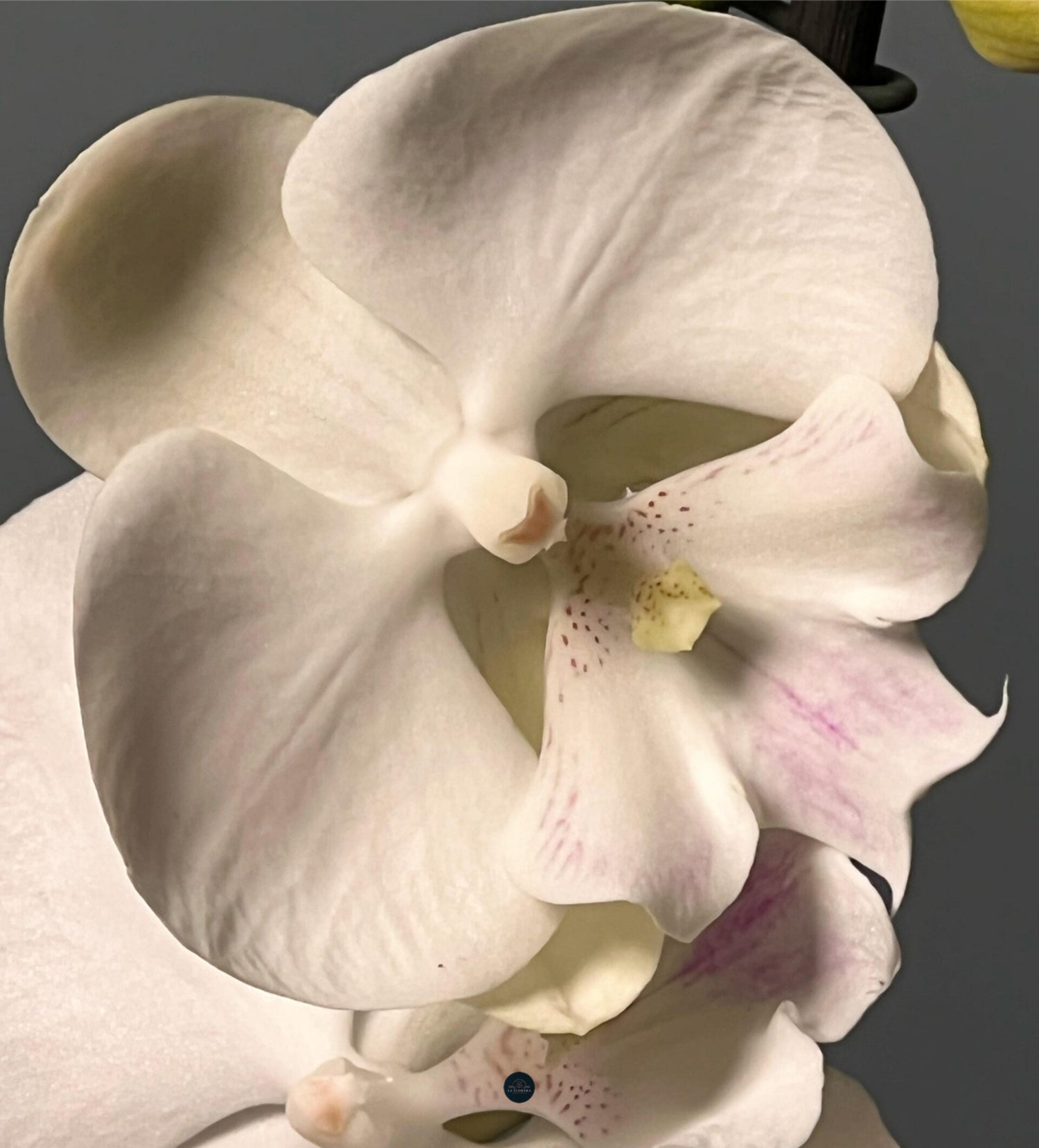 ORQUÍDEA BLANCA