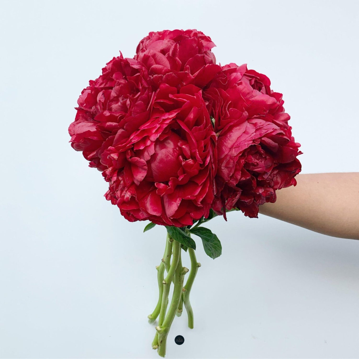 RAMO PEONIAS RED / 5 VARAS