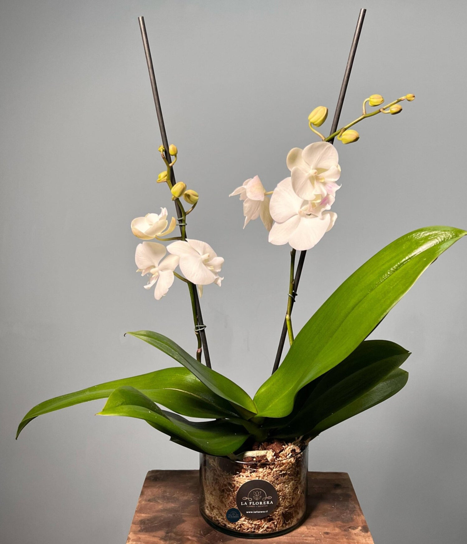 ORQUÍDEA BLANCA