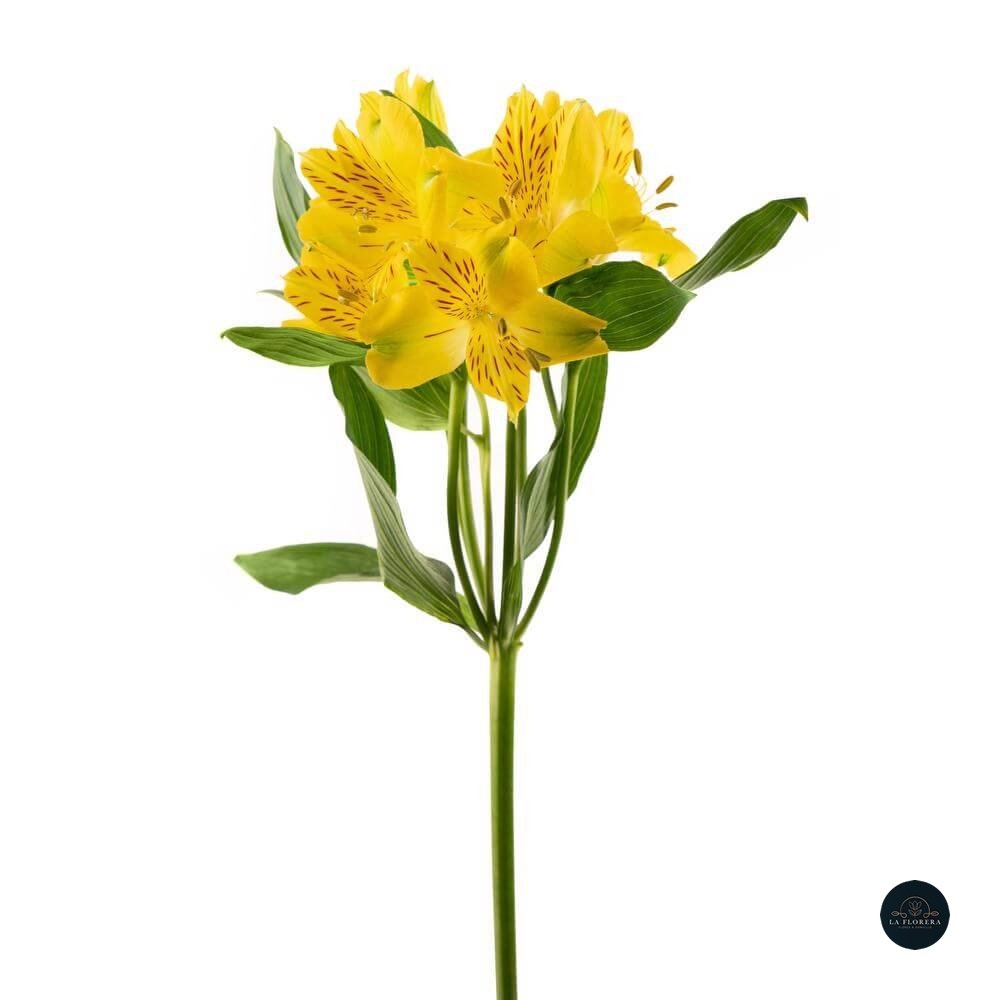 Alstroemeria Amarillo 10 Varas.