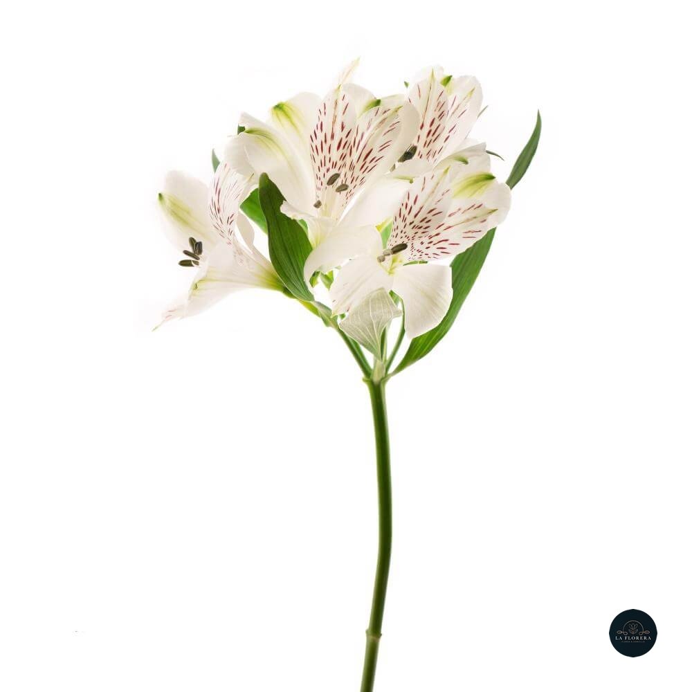 ALSTROEMERIA BLANCA 10 VARAS