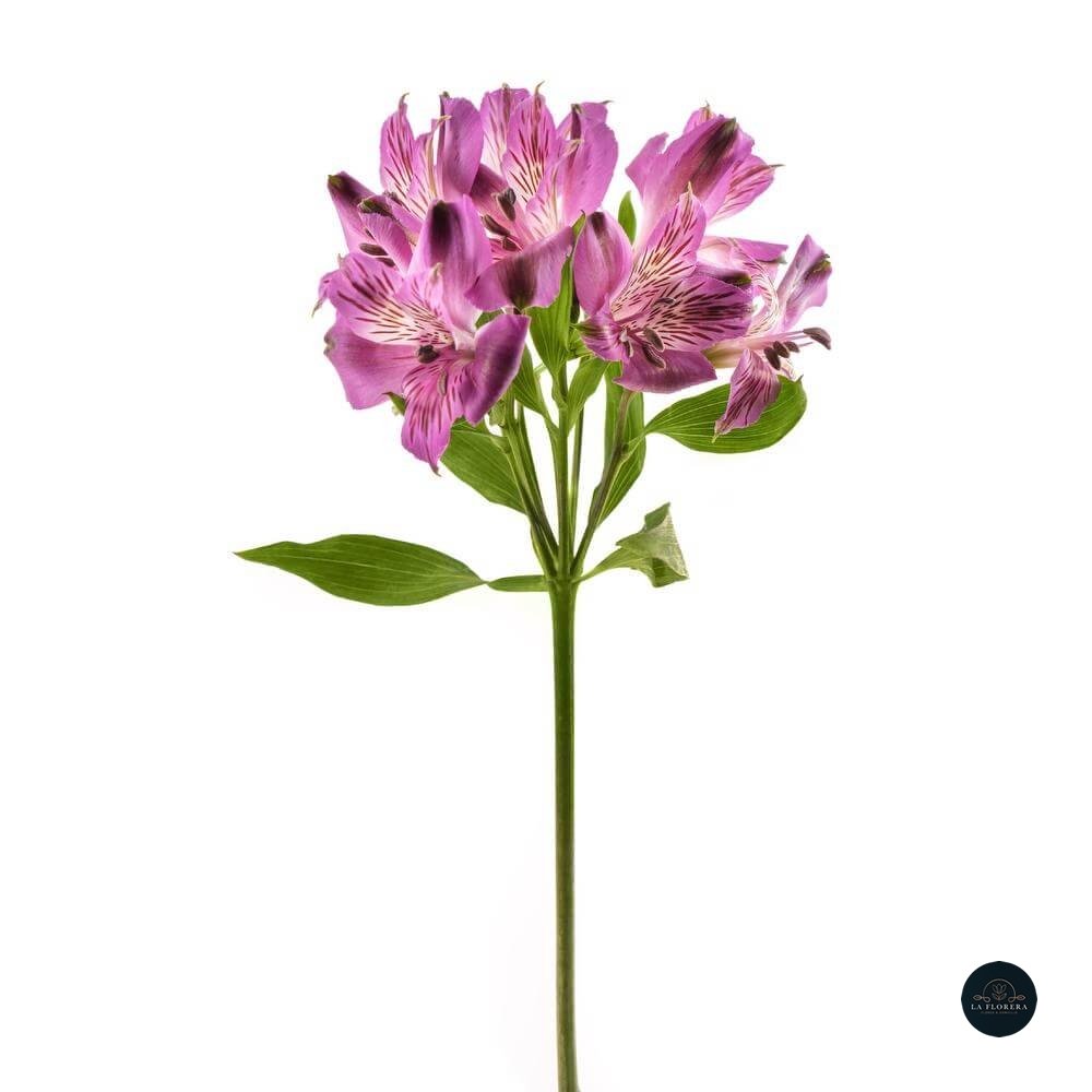 ALSTROEMERIA FUCSIA 10 VARAS
