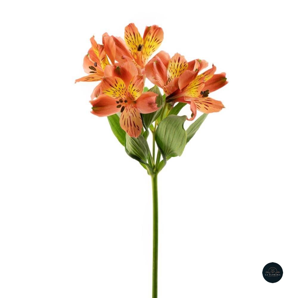 ALSTROEMERIA NARANJA 10 VARAS