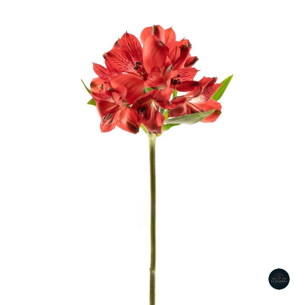 Alstroemeria Rojo 10 Varas.
