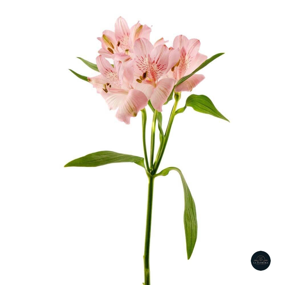 Alstroemeria Rosado 10 Varas.