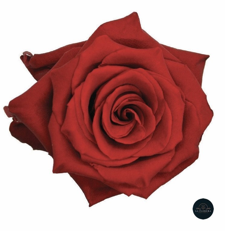 ROSA ROJA