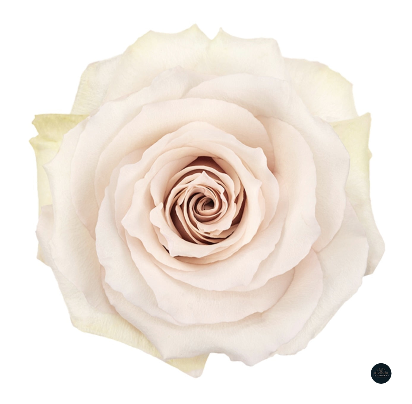 ROSA CREMA