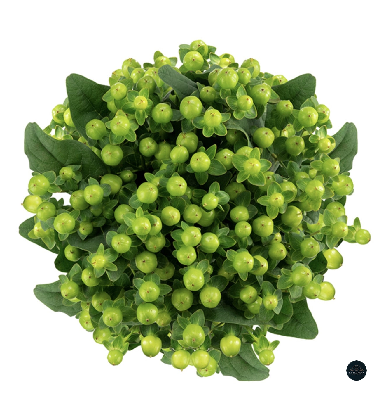 HYPERICUM VERDE 10 VARAS