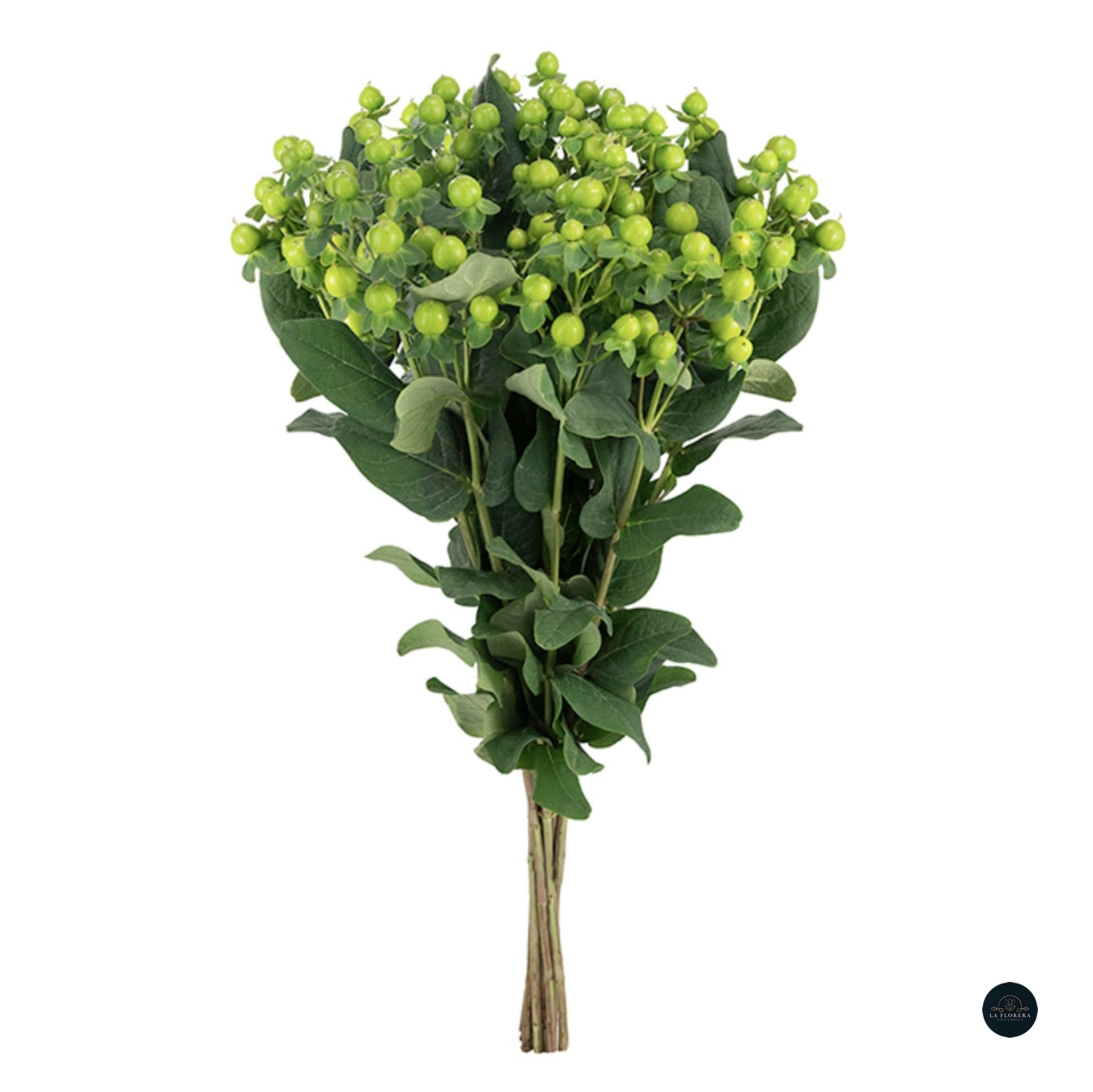 HYPERICUM VERDE 10 VARAS