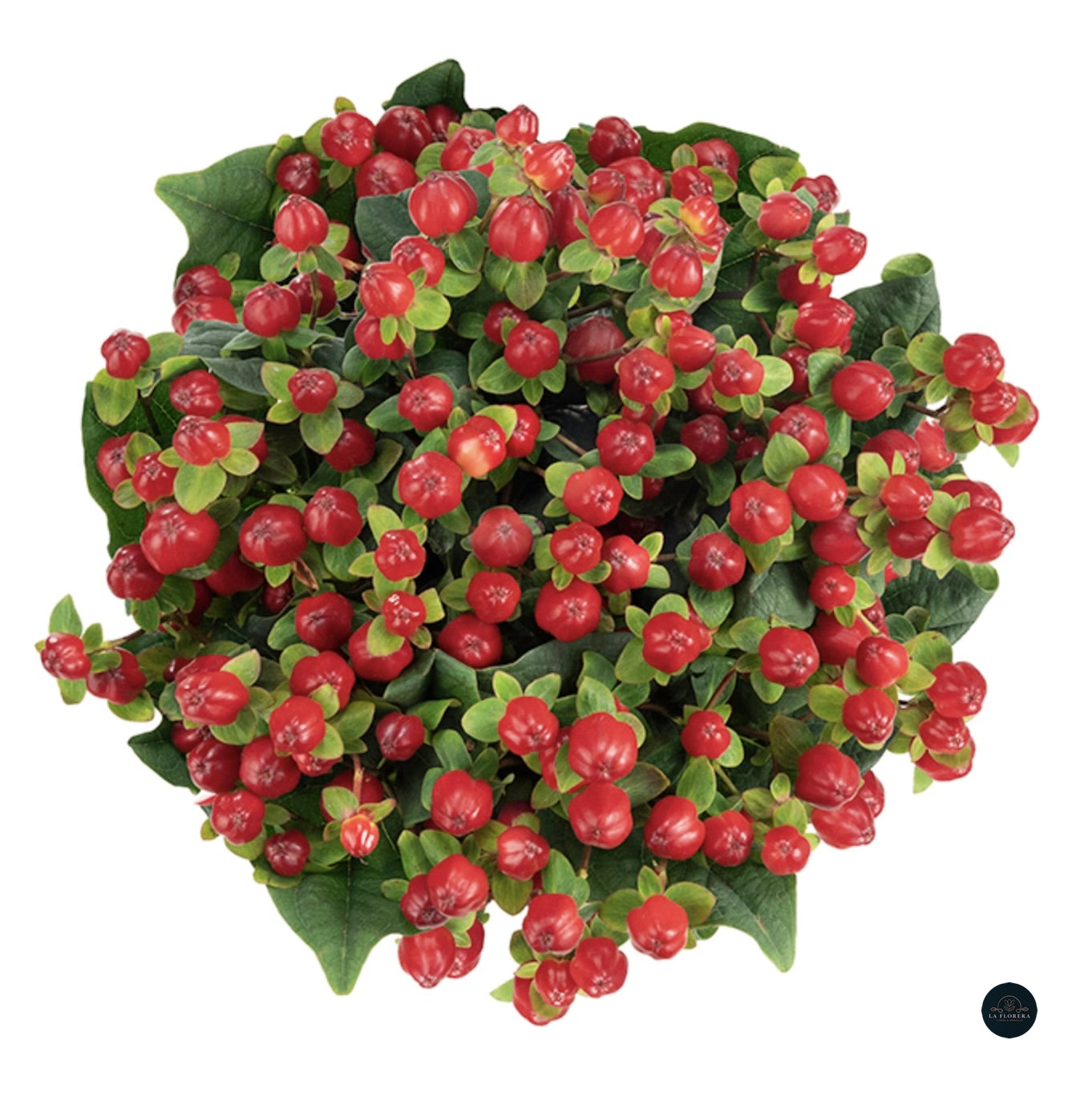 HYPERICUM ROJO 10 VARAS
