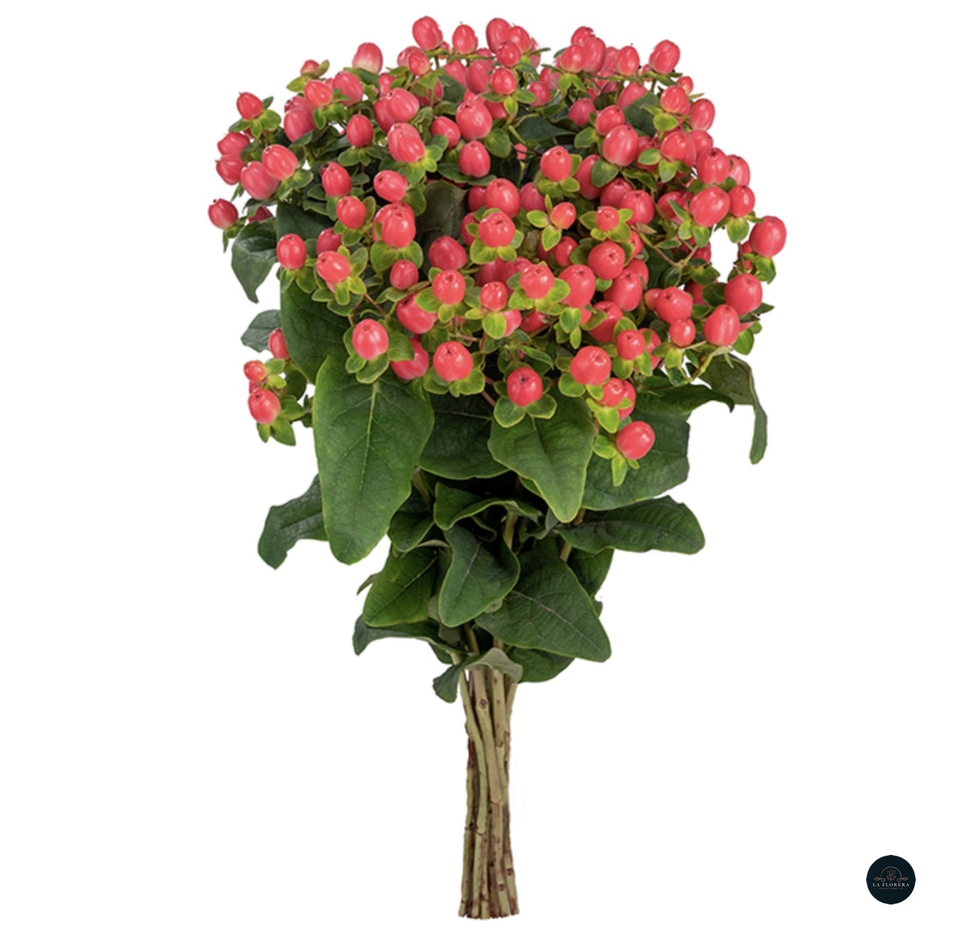 HYPERICUM ROJO 10 VARAS