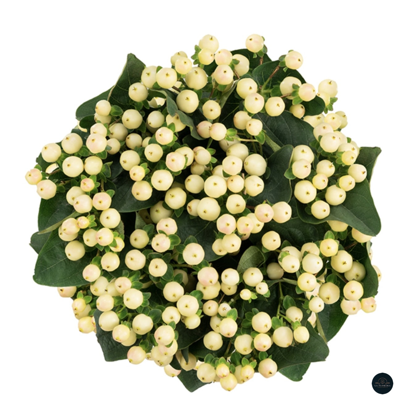 HYPERICUM BLANCO 10 VARAS