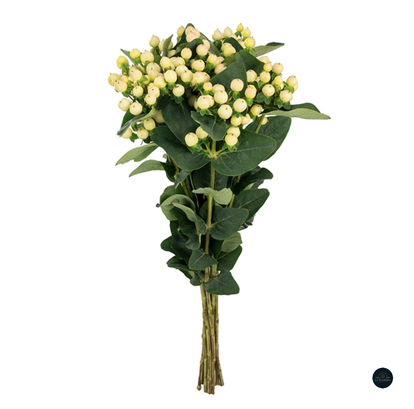 HYPERICUM BLANCO 10 VARAS