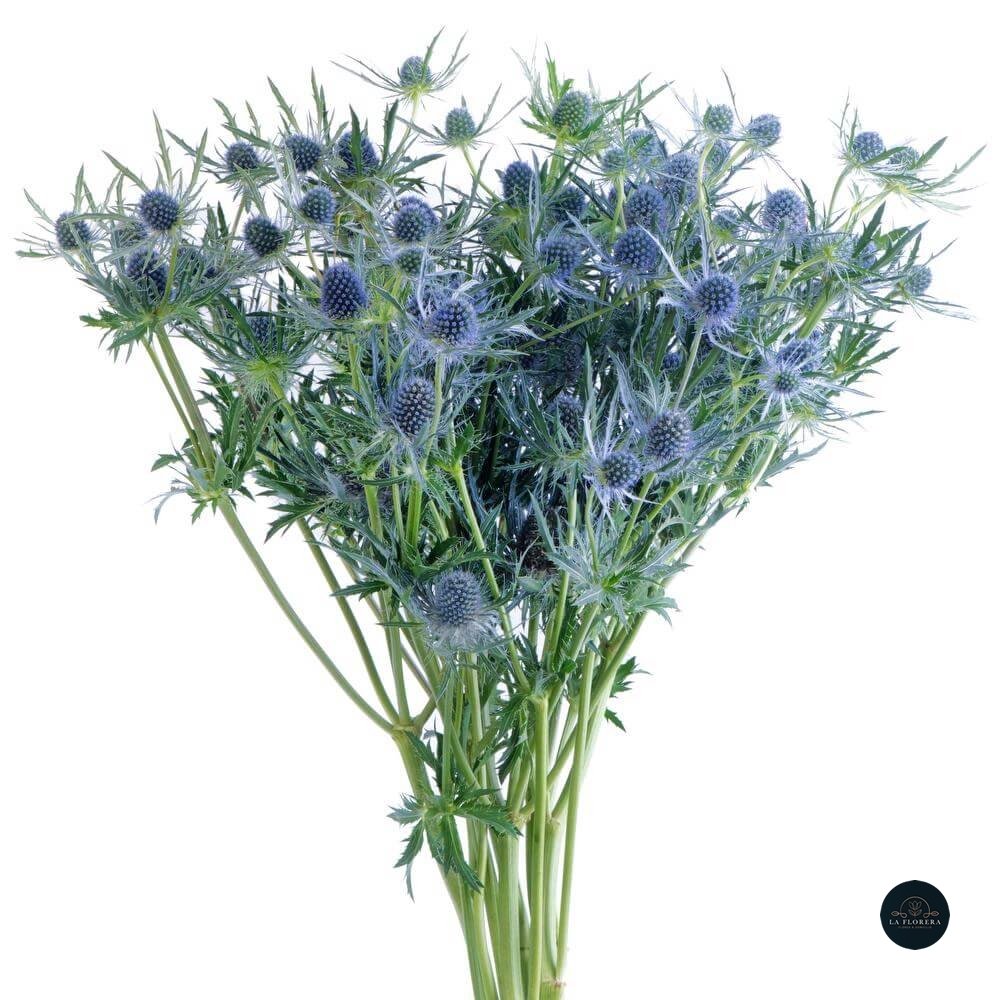 ERYNGIUM 10 VARAS