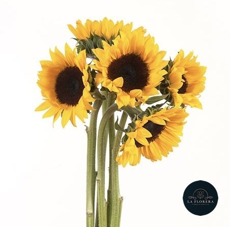GIRASOL 10 VARAS