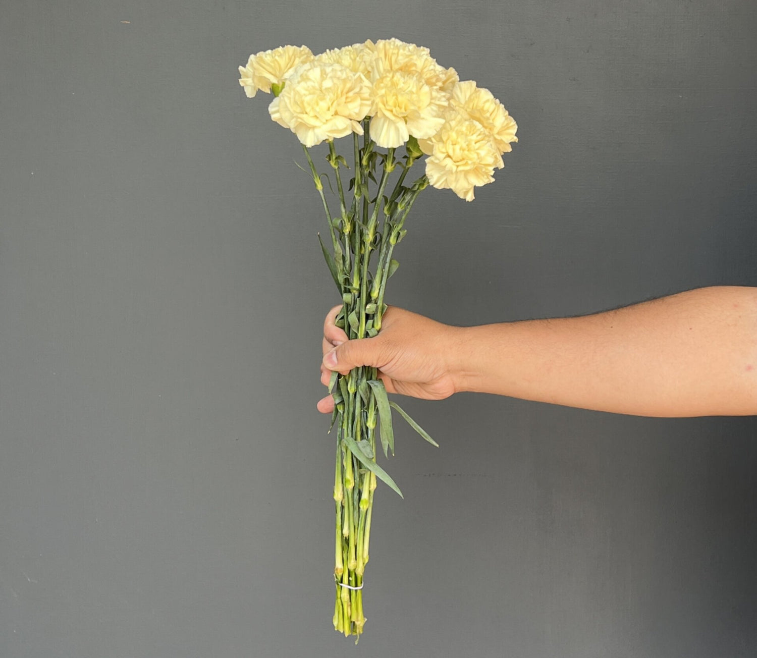 CLAVEL AMARILLO 10 VARAS