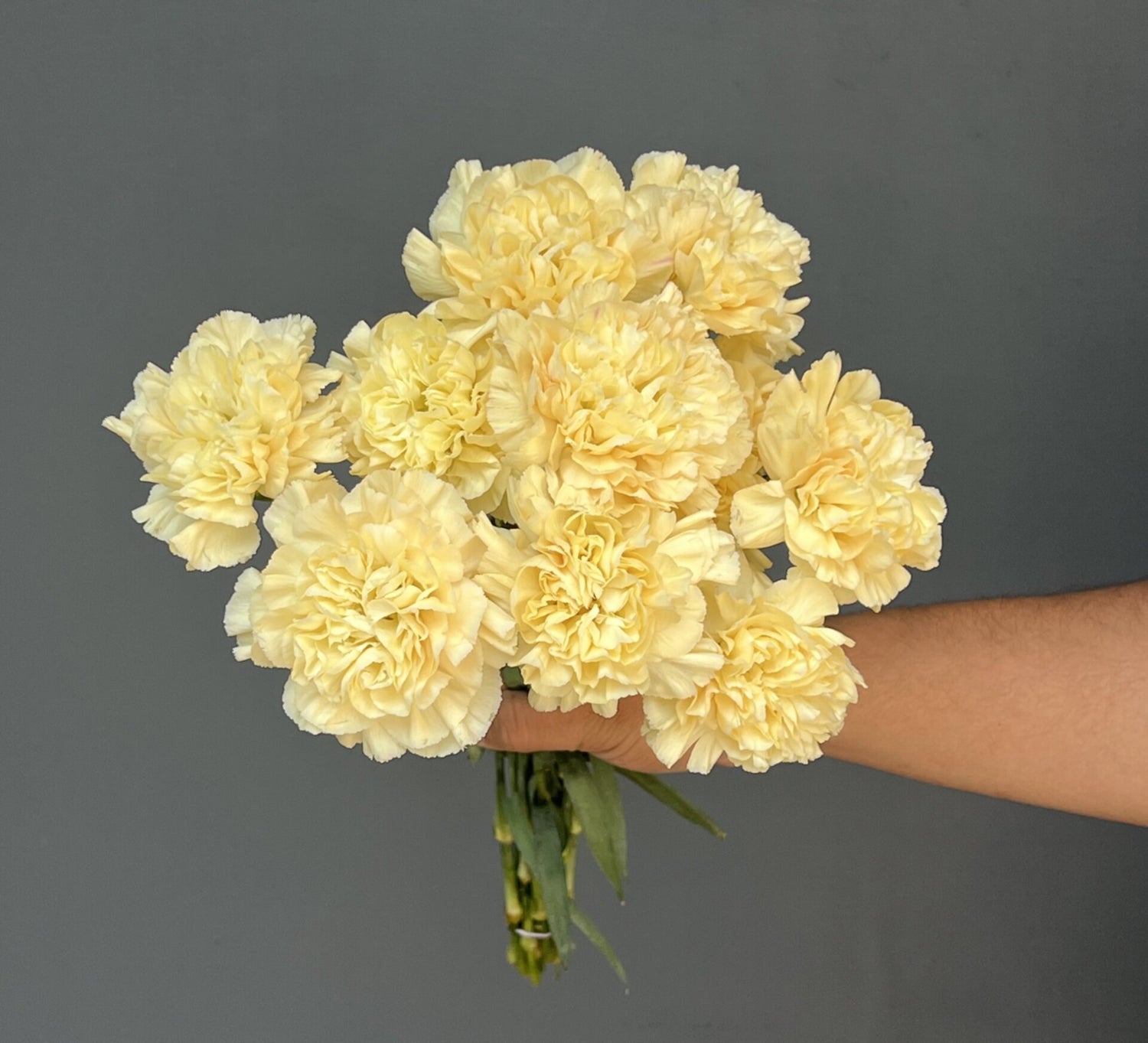 CLAVEL AMARILLO 10 VARAS