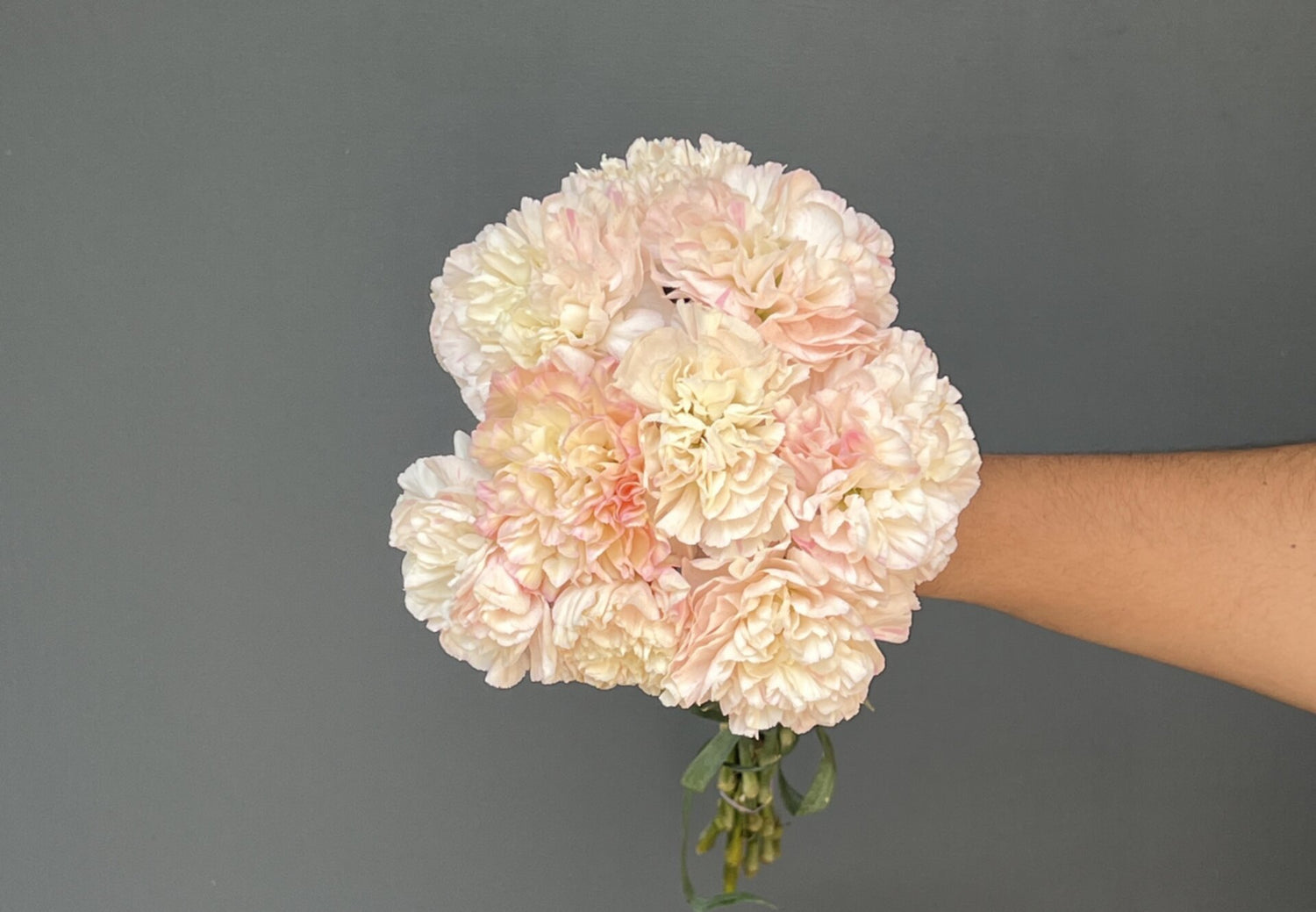 CLAVEL ROSADO 10 VARAS