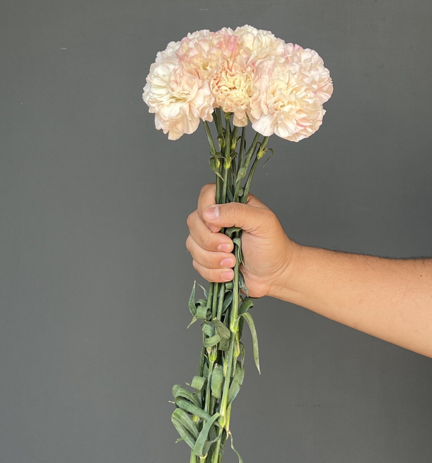 CLAVEL ROSADO 10 VARAS