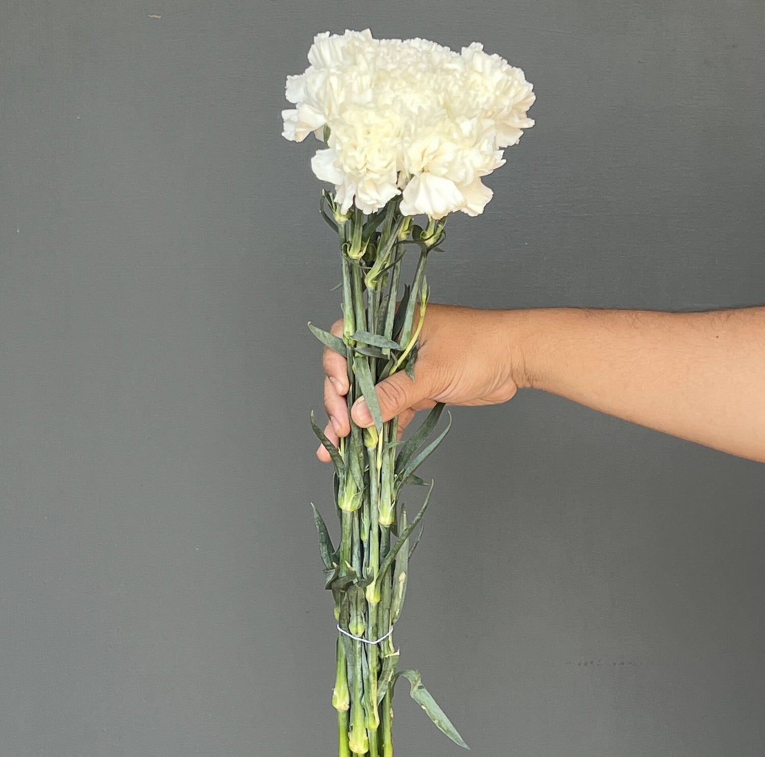 CLAVEL BLANCO 10 VARAS