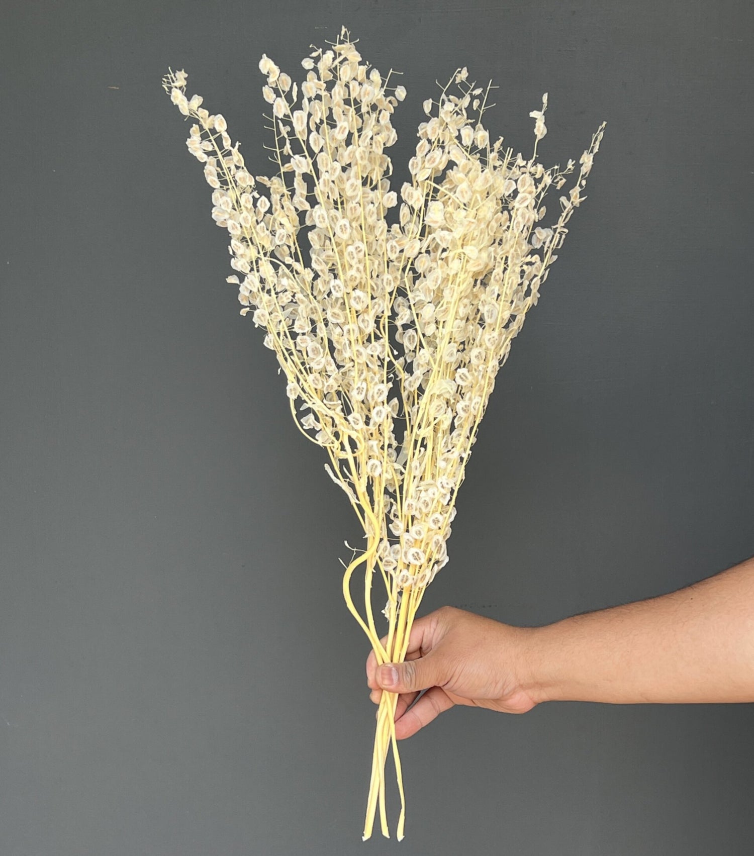 PENNYCRESS PRESERVADO 5 VARAS